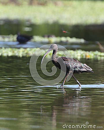 Glossy Ibis Stock Photo