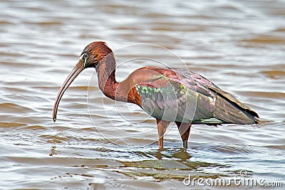 Glossy Ibis Stock Photo