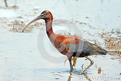 Glossy Ibis Stock Photo