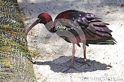 Glossy Ibis Stock Photo