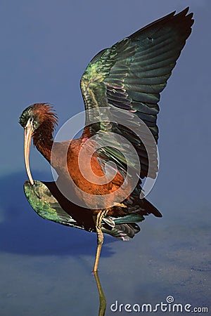 Glossy Ibis Stock Photo