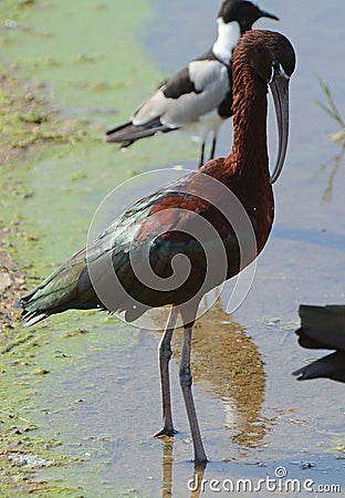 Glossy ibis and blacksmith plover, Amboseli National Park, Kenya Stock Photo