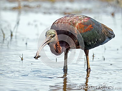 Glossy Ibis with bug Stock Photo