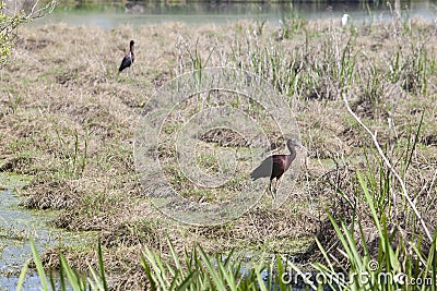 Glossy ibis Stock Photo