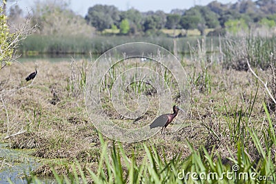 Glossy ibis Stock Photo