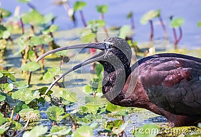 Glossy Ibis feeding on a Water Bug Stock Photo