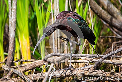 Glossy ibis fishing in the swamp close up Stock Photo
