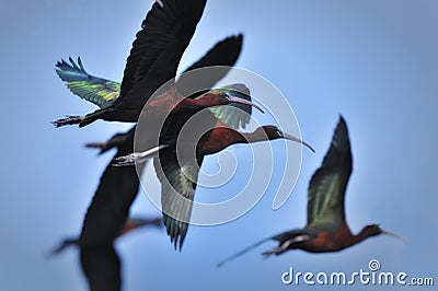 Glossy Ibis in flight Stock Photo