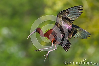 Glossy Ibis In Flight Stock Photo