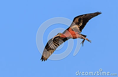 Glossy ibis in flight Stock Photo