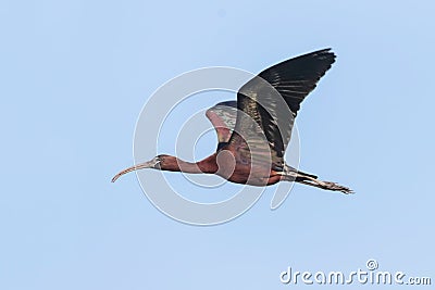 Glossy Ibis in Flight Plegadis falcinellus Stock Photo