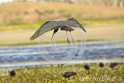 Glossy ibis with iridescent wings landing at Orlando Wetlands Pa Stock Photo