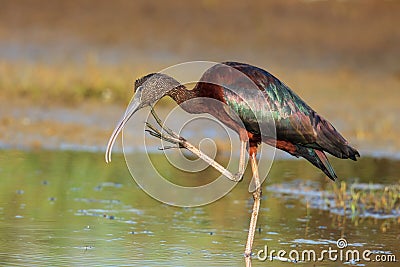 A glossy ibis with an itchy neck Stock Photo