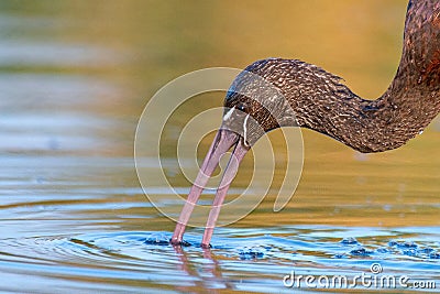 Glossy ibis plegadis falcinellus on a beautiful background. Close up Stock Photo