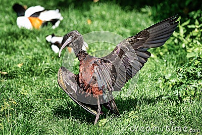 Glossy ibis, Plegadis falcinellus in a german zoo Stock Photo