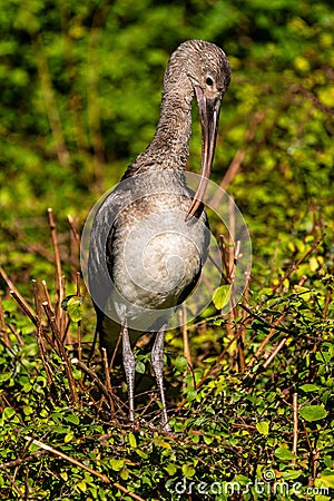 Glossy ibis, Plegadis falcinellus in a german zoo Stock Photo