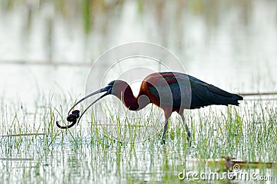 Glossy ibis (plegadis falcinellus) Stock Photo