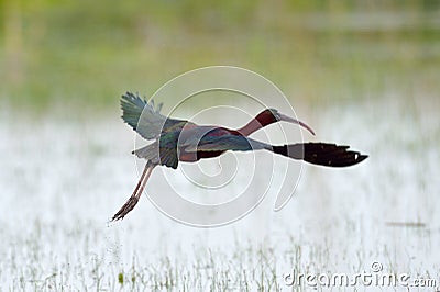 Glossy ibis (plegadis falcinellus) Stock Photo