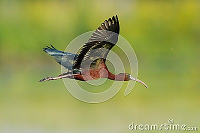 Glossy ibis (plegadis falcinellus) Stock Photo