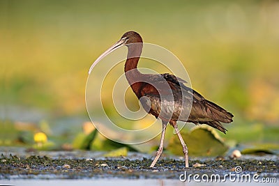 Glossy ibis ( Plegadis falcinellus ) in natural habitat Stock Photo