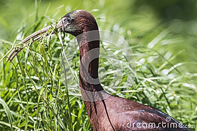 Glossy ibis (plegadis falcinellus) Stock Photo