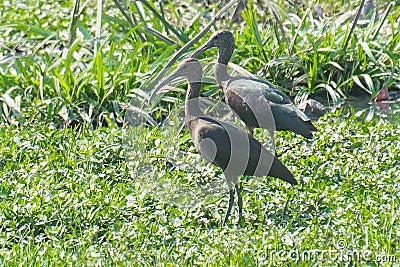 Glossy Ibis Plegadis falcinellus Stock Photo