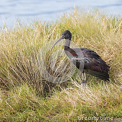 Glossy Ibis Stock Photo