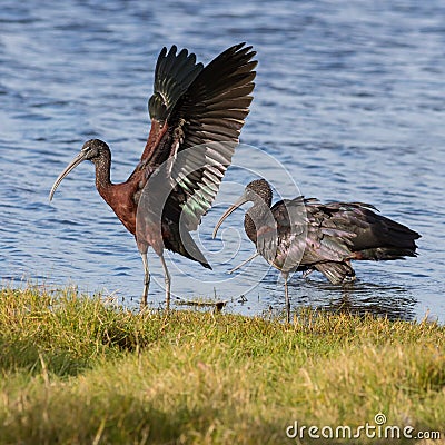 Glossy Ibis Stock Photo