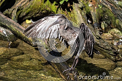 Glossy ibis, Plegadis falcinellus in a german zoo Stock Photo