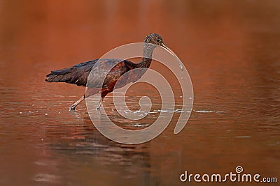 Glossy Ibis - Plegadis falcinellus is a wading bird in the ibis family Threskiornithidae, Shore bird with long beak in the water, Stock Photo