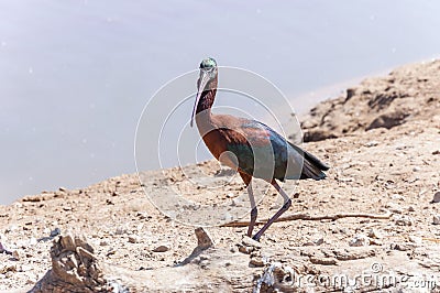 Glossy Ibis bird on the ground Stock Photo