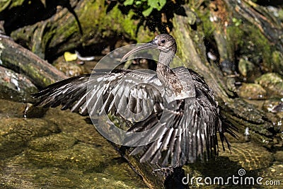 Glossy ibis, Plegadis falcinellus in a german zoo Stock Photo