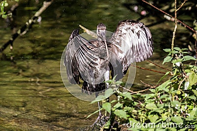 Glossy ibis, Plegadis falcinellus in a german zoo Stock Photo