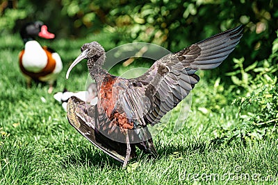 Glossy ibis, Plegadis falcinellus in a german zoo Stock Photo