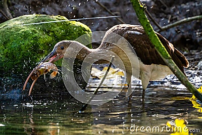 Glossy ibis, Plegadis falcinellus eating a fish Stock Photo