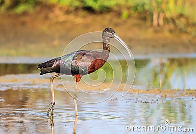 A glossy ibis up close Stock Photo