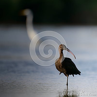 Glossy ibis plegadis falcinellus in water background Stock Photo