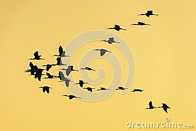 Glossy ibis at the ricefields at sunset in Albufera de Valencia Stock Photo