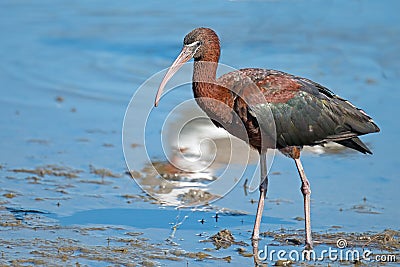 Glossy Ibis Stock Photo