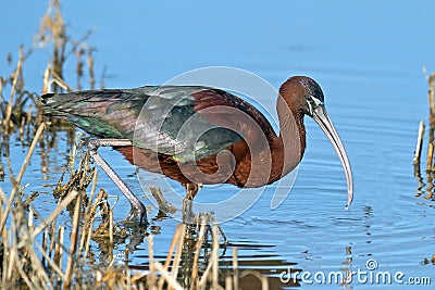 Glossy Ibis Stock Photo