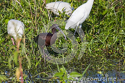 Glossy Ibis By The Water Stock Photo