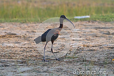 Glossy Ibis at Nal Sarovar Bird Sanctuary Stock Photo