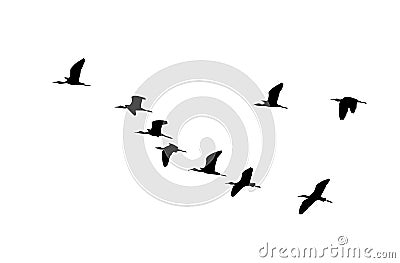 Glossy ibis wedge in flight. Vector silhouette a flock of birds Vector Illustration