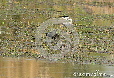 Glossy Ibises Stock Photo