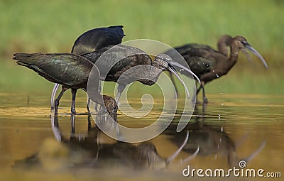 Glossy IbÄ±s & x28;Plegadis falcinellus& x29; Stock Photo