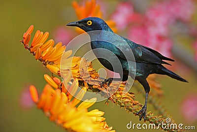 Glossy starling Stock Photo