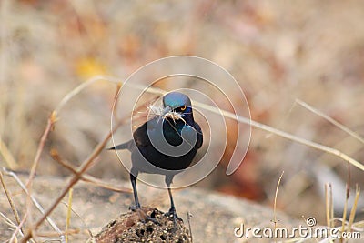 Finding fur to build a nest Stock Photo