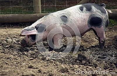 Gloucestershire Old Spot Pig Stock Photo