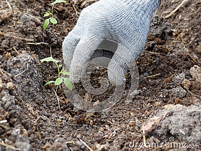 A gloved hand catches the mole crickets in the garden Stock Photo