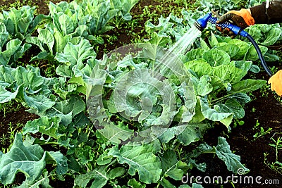 Gloved Man Hand Watering Brassicas Cabbages Stock Photo